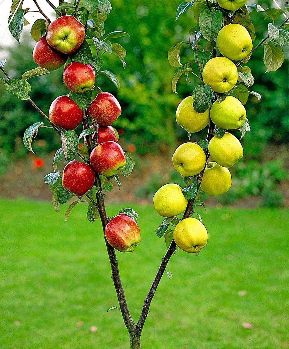 Яблоня ананасное