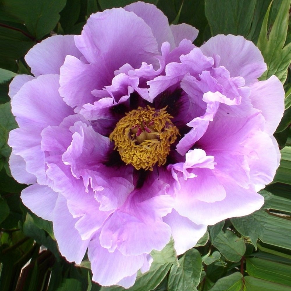 Пион древовидный (Paeonia suffruticosa Purple) c2