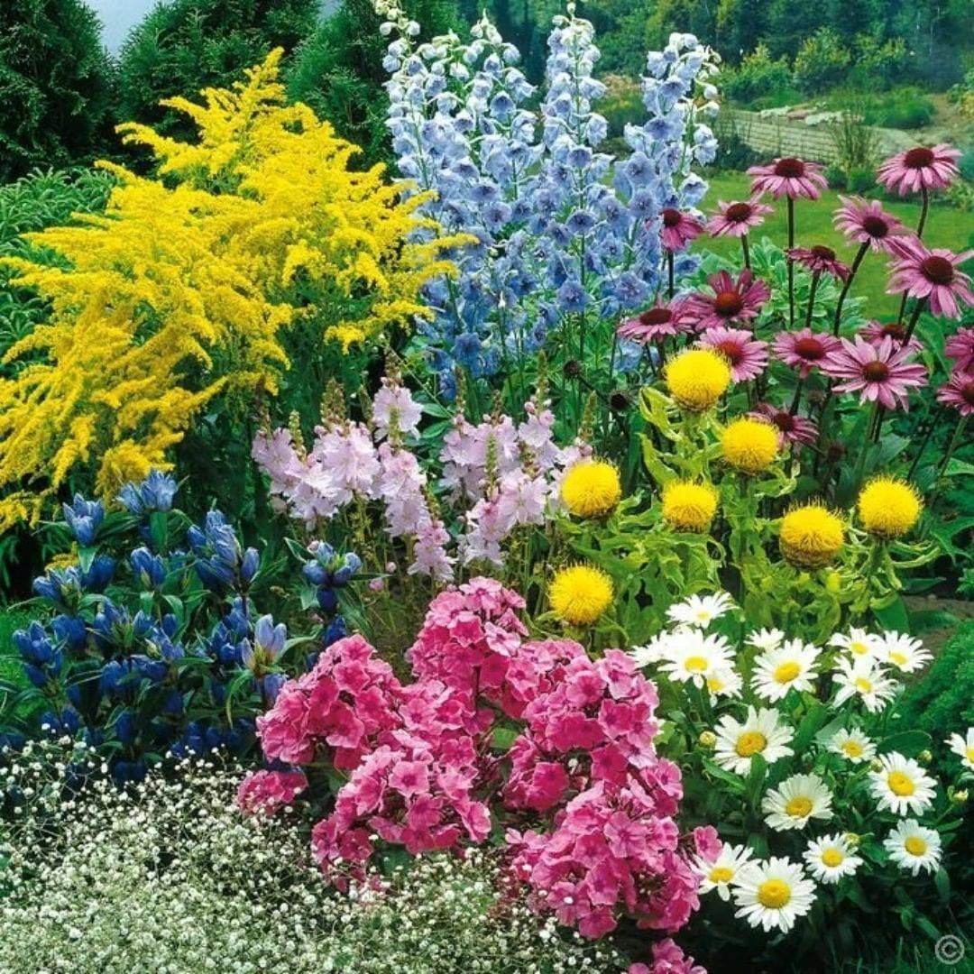 Летние цветы для клумбы многолетние