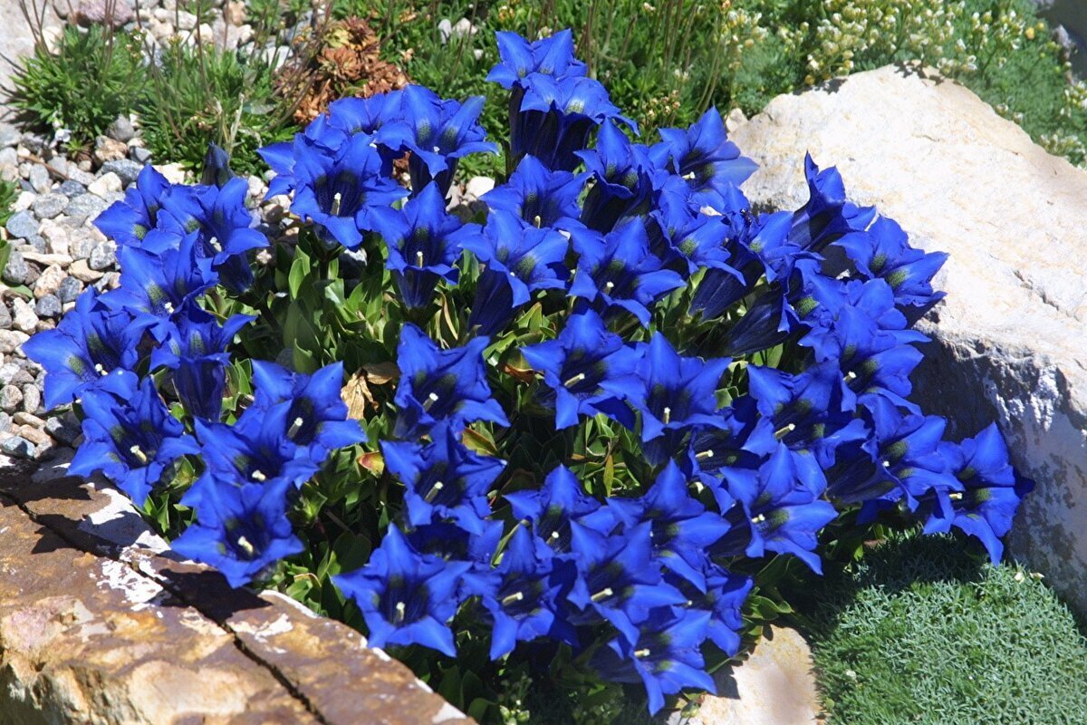 Синие низкорослые цветы для клумбы