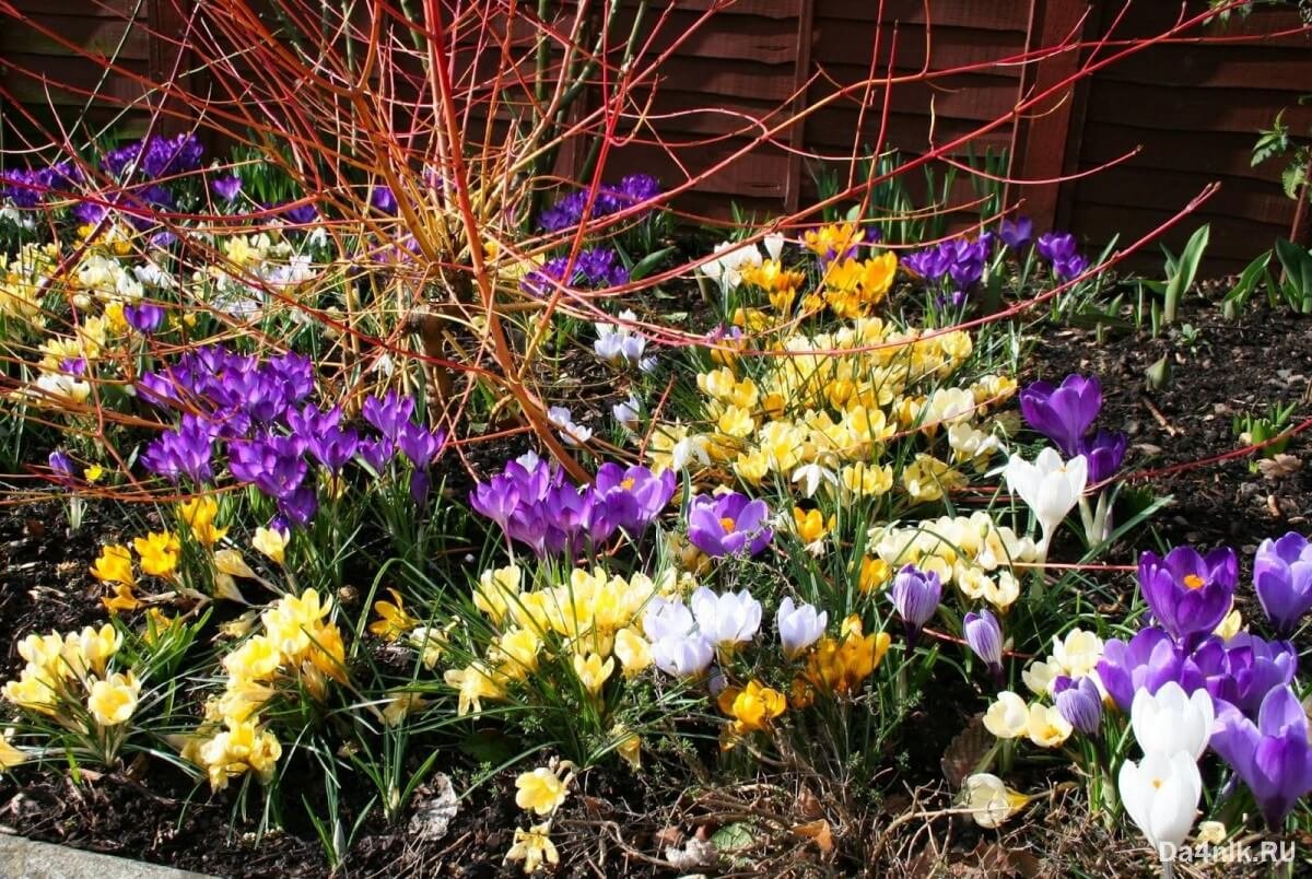 Цветы на клумбе весной