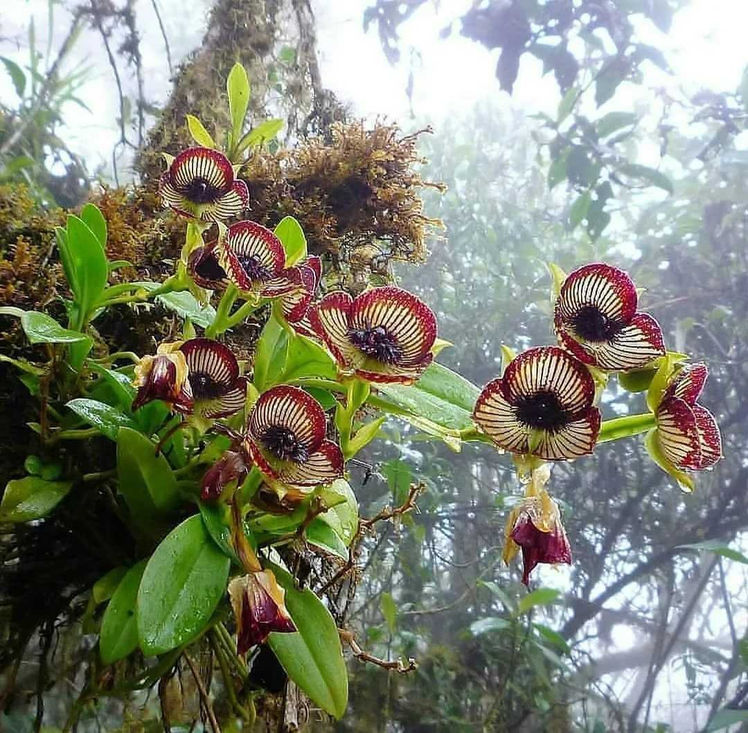 Орхидея в природе на деревьях