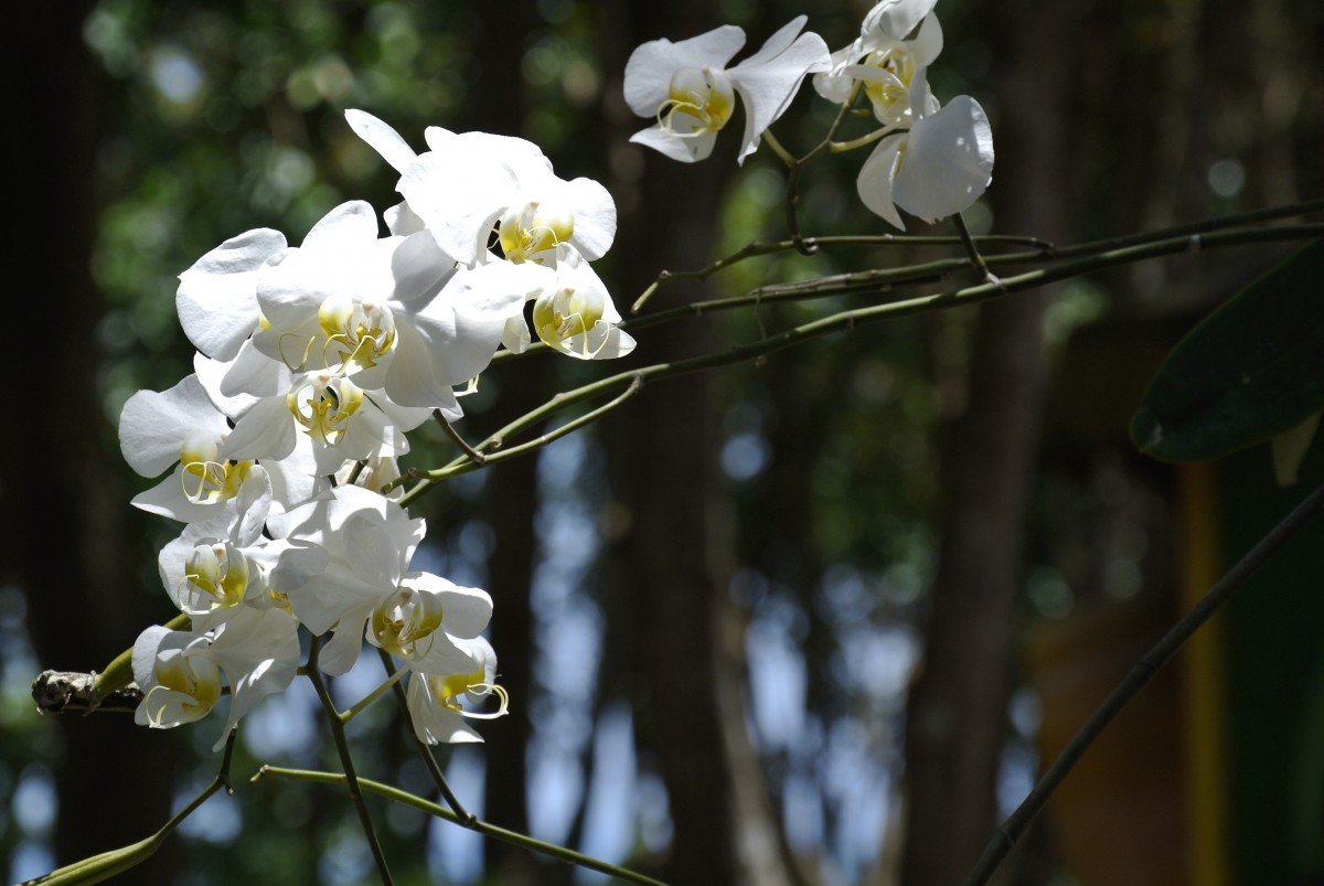 Фаленопсис Tropical Flora