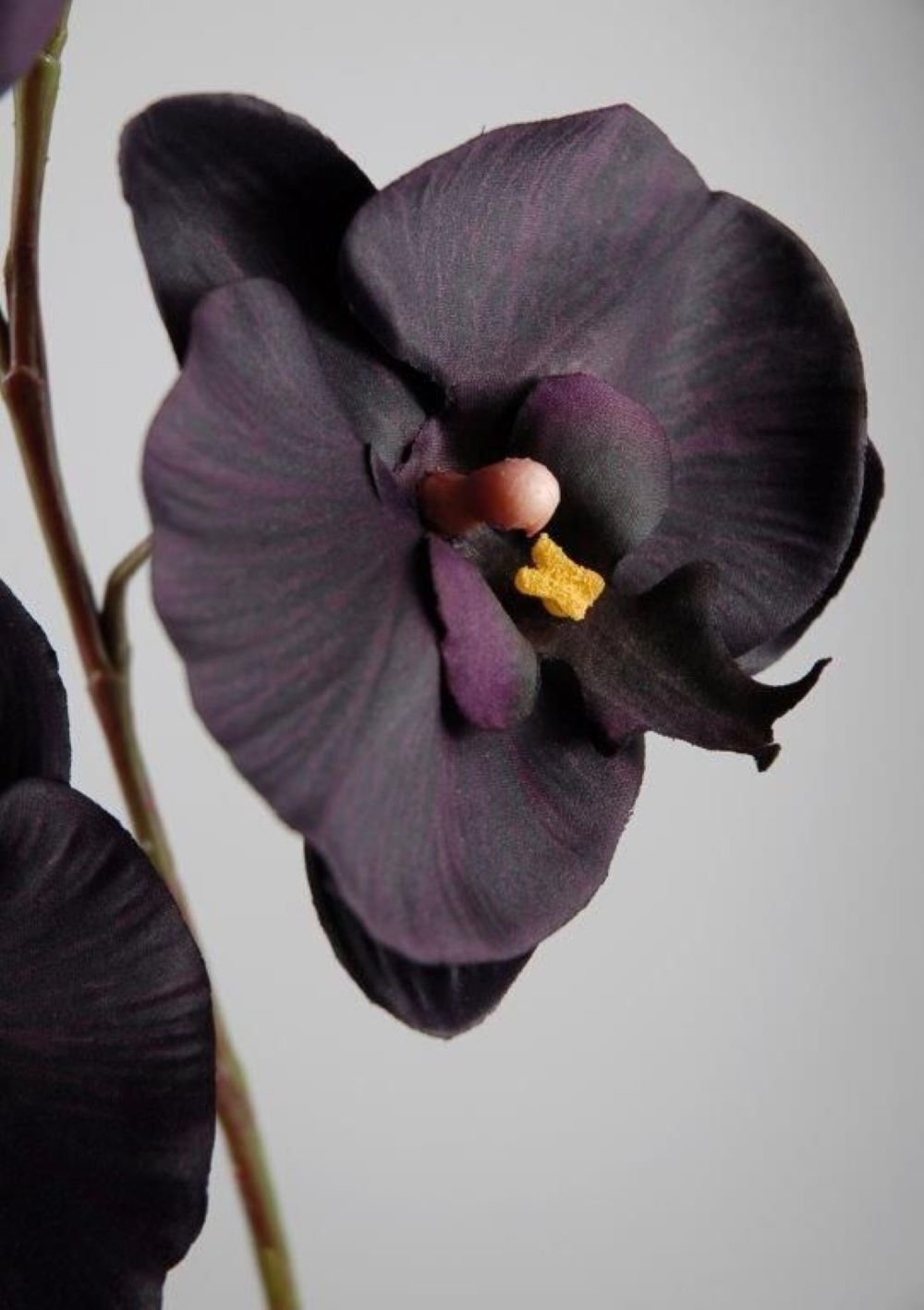 Черная орхидея растение