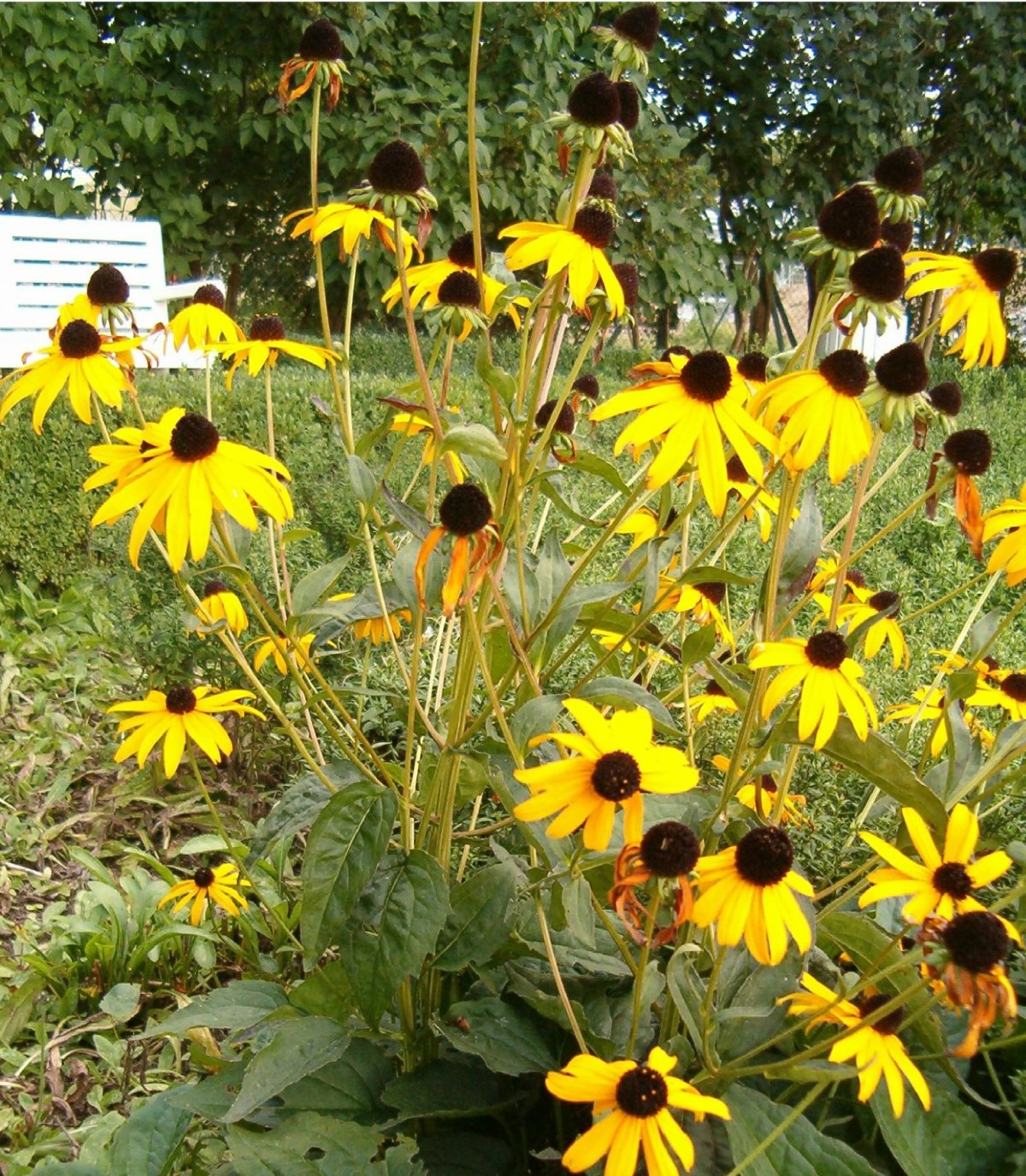 Rudbeckia fulgida