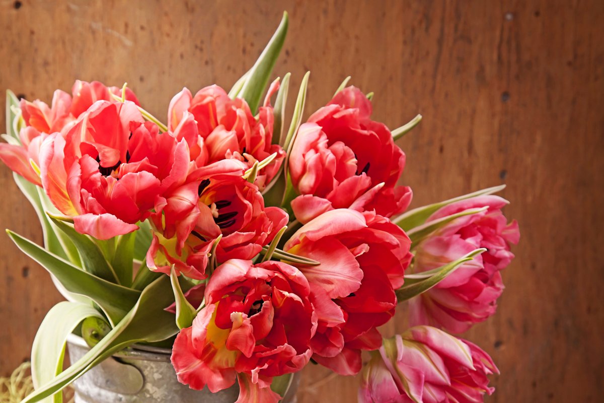 Пионовидные тюльпаны картинки красивые