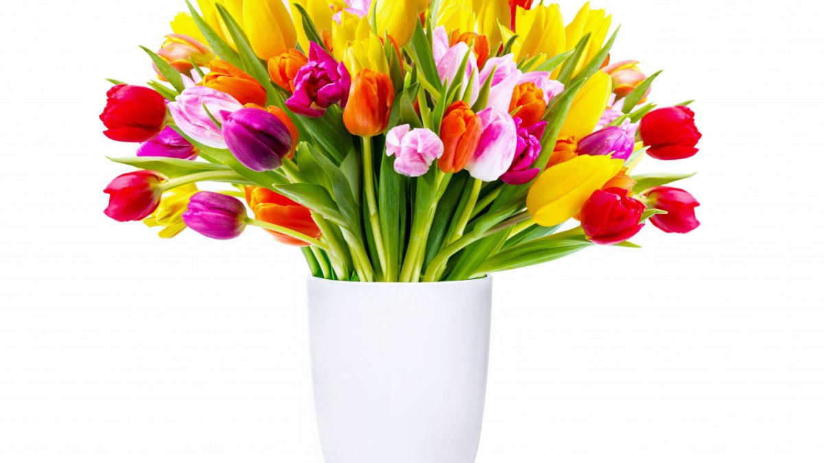 Букет тюльпанов на белом фоне картинки