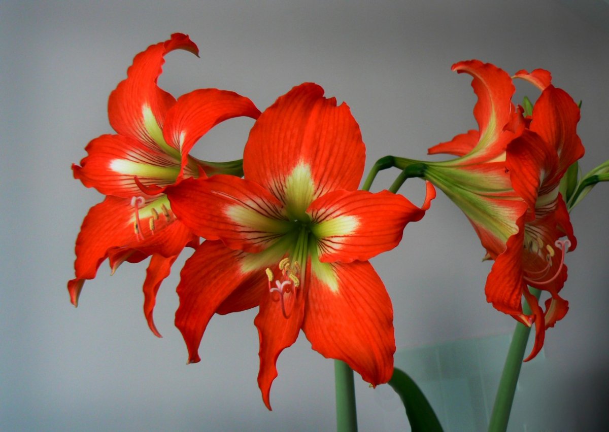 Комнатное растение похожее на лилию с оранжевыми цветами