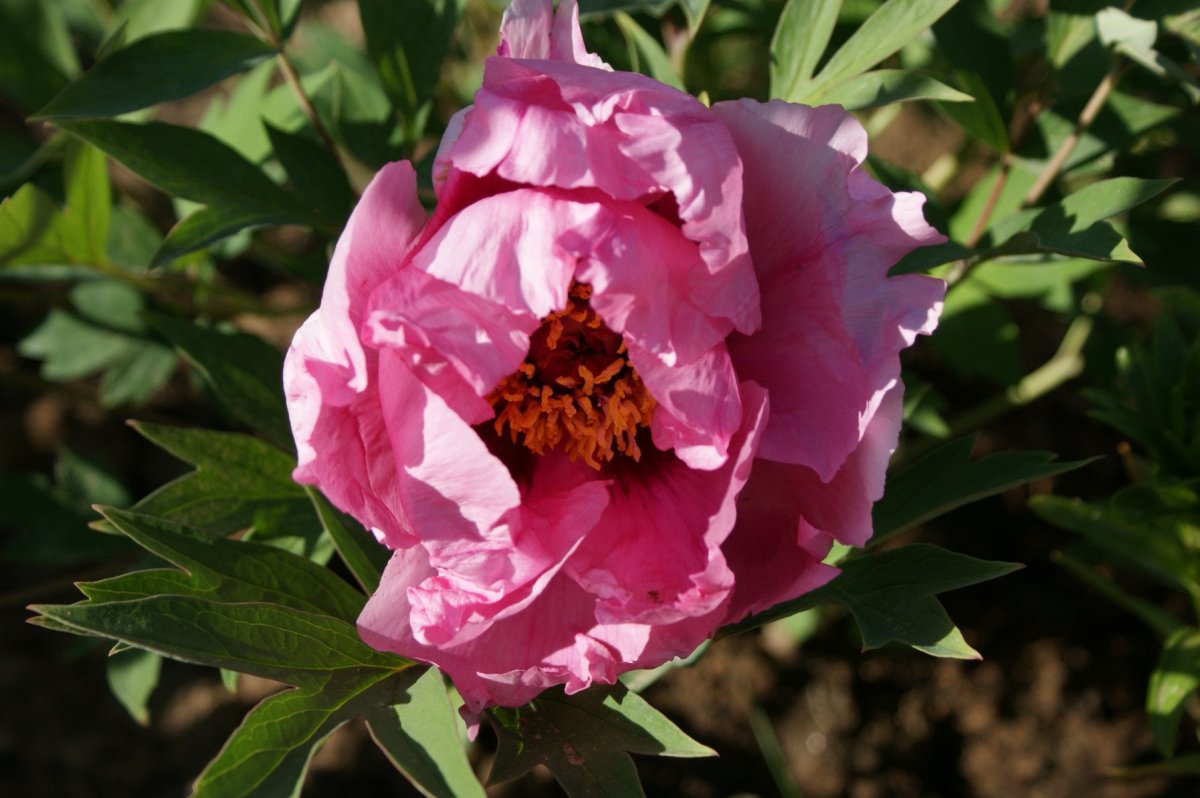 Пион Royal Rose