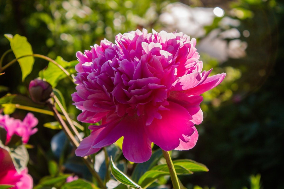 Пион древовидный pinkish Blue
