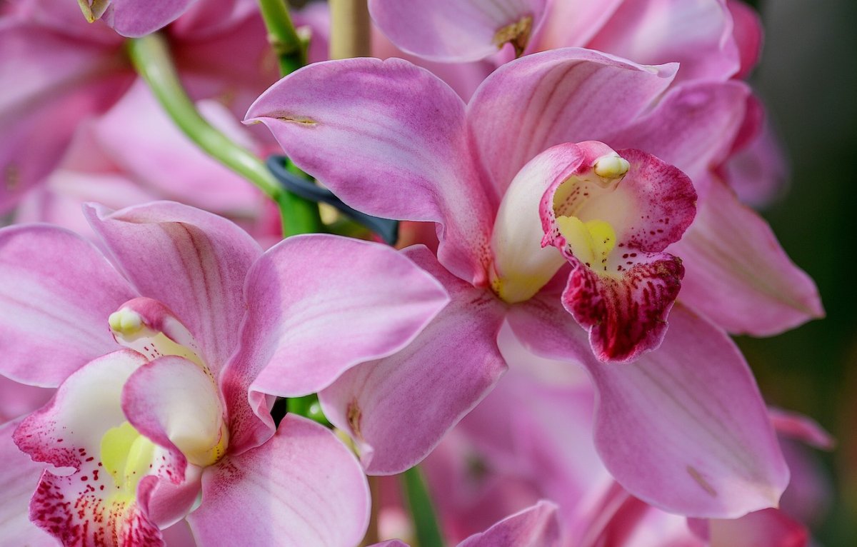 Орхидеи разных цветов