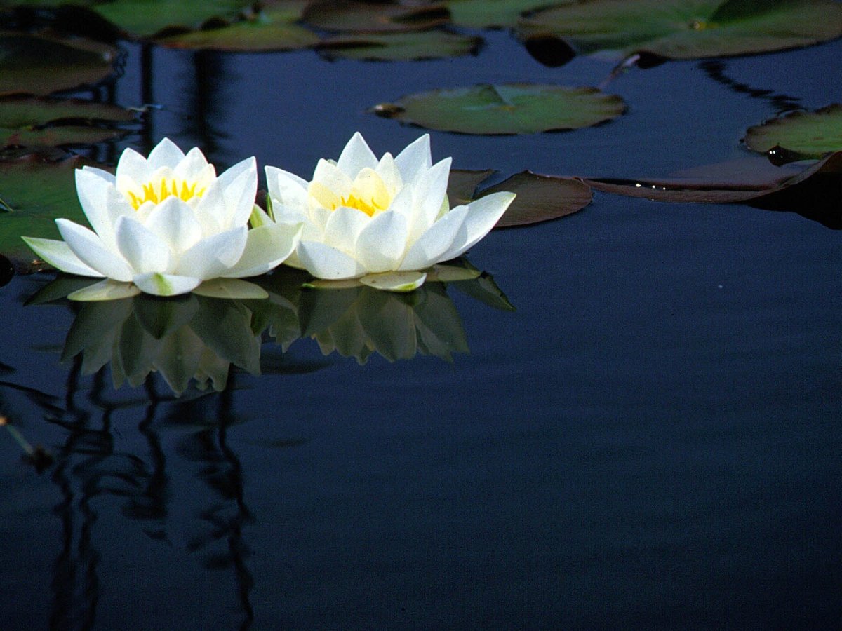 Растение кувшинка белая водяная лилия