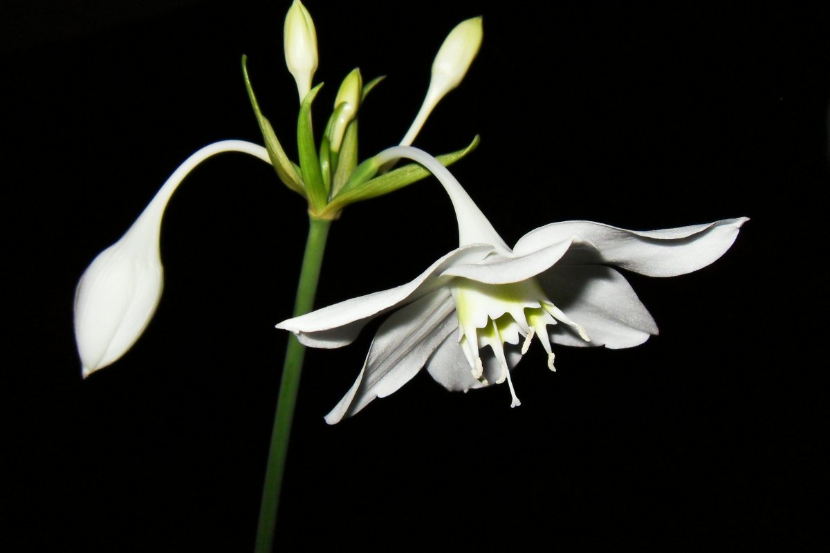 Комнатное растение лилия с белыми цветами