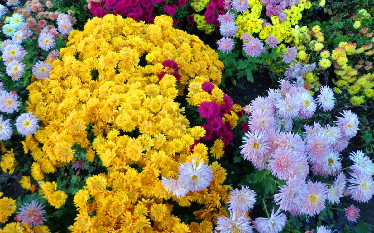 Хризантемы фото цветов в саду