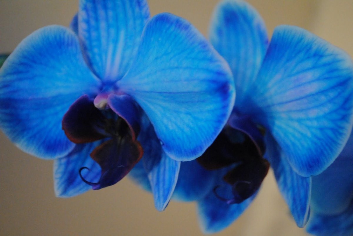 Орхидеи синие цветы