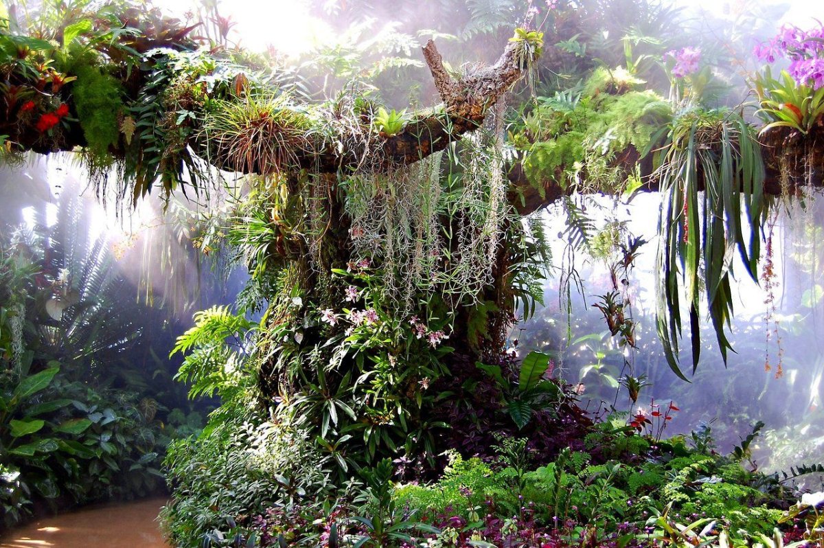 Dendrobium anosmum