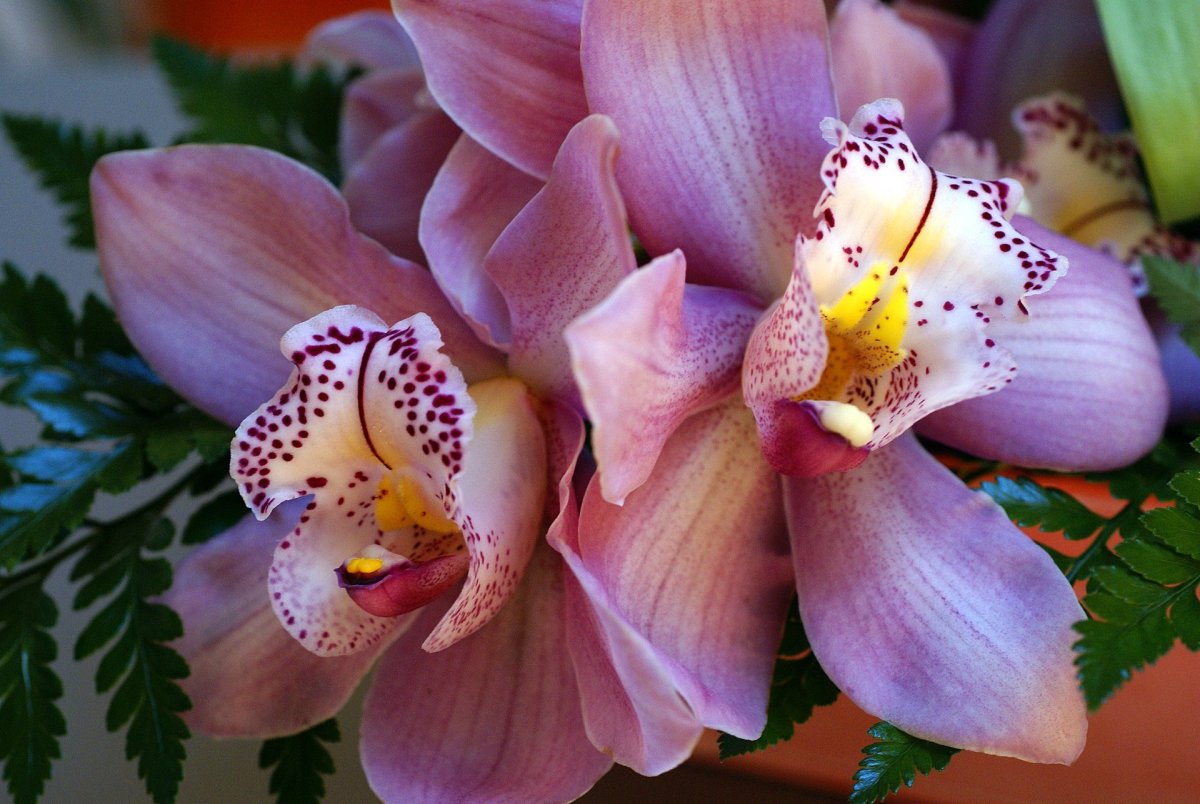 Орхидея тропическое растение