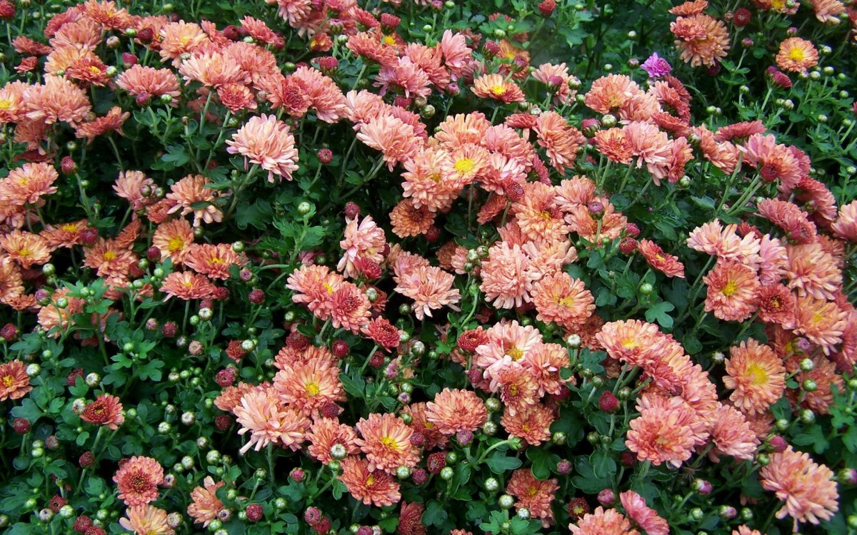 Хризантемы фото кустовые в саду