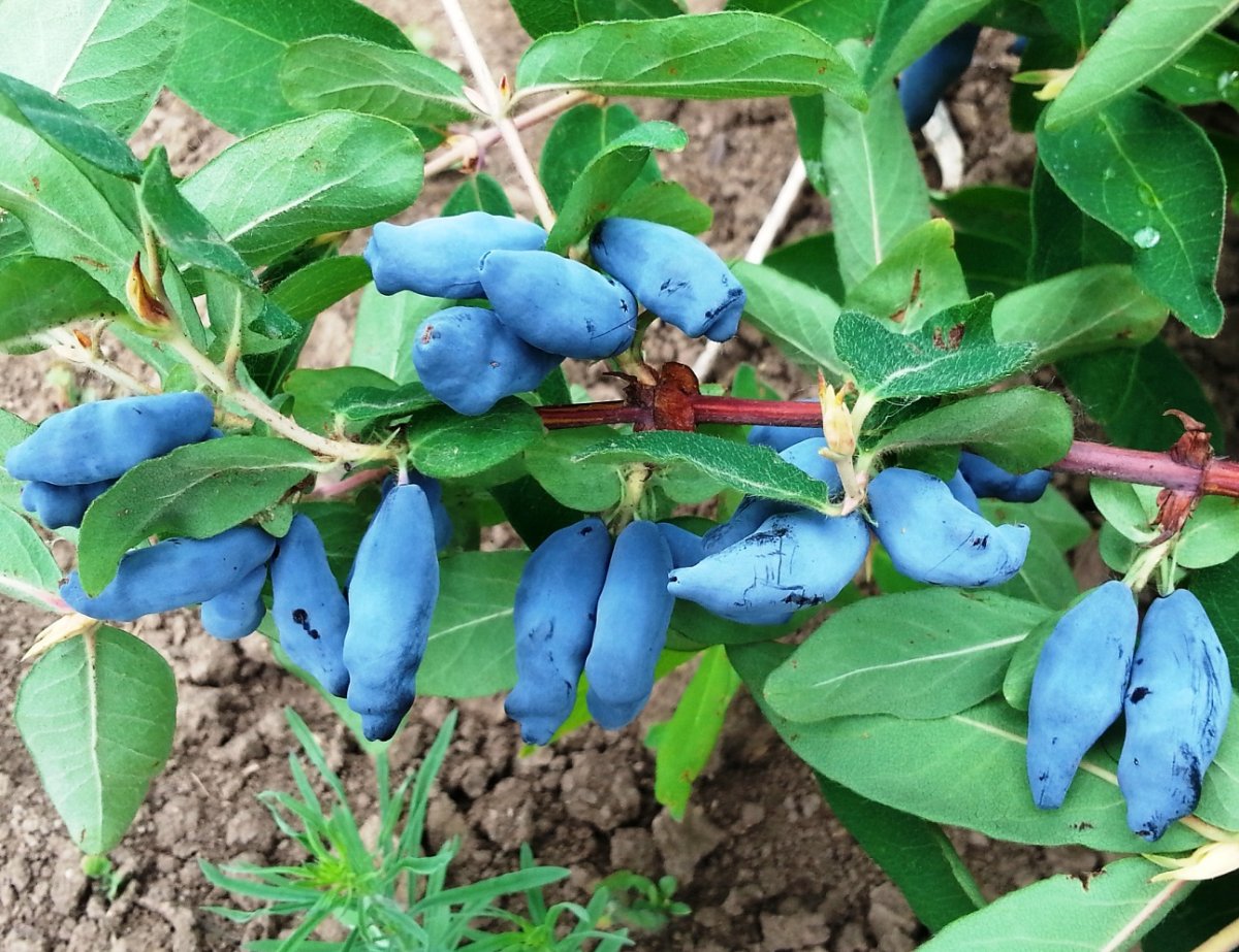 Жимолость съедобная куст