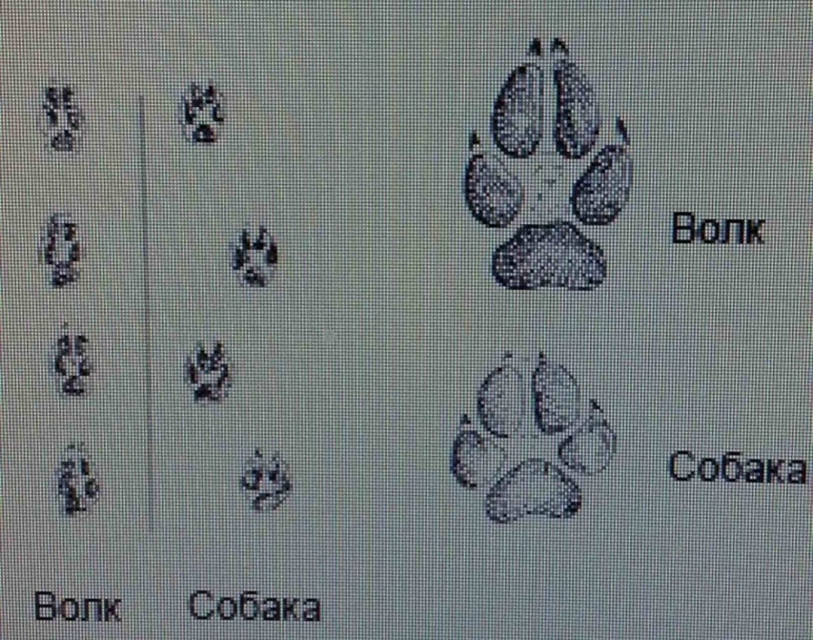 След волка и собаки отличия