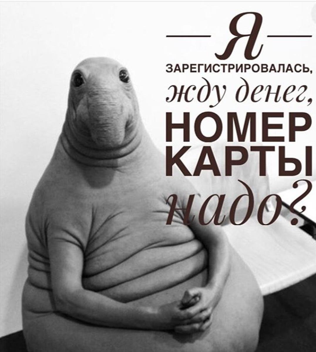 Ждун жду
