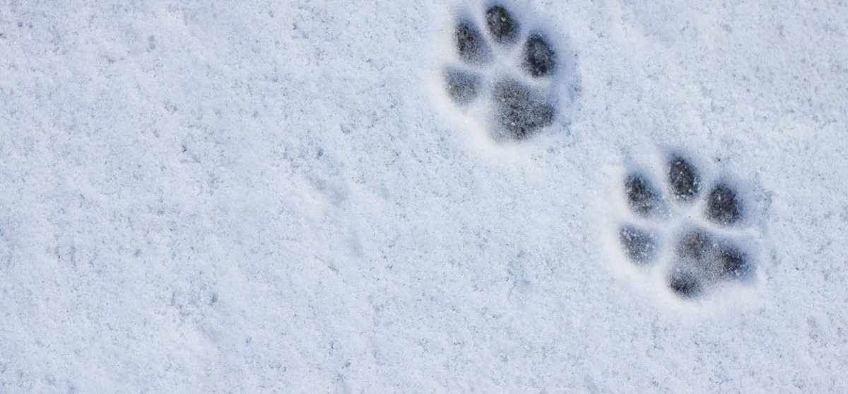Кошачьи следы на снегу