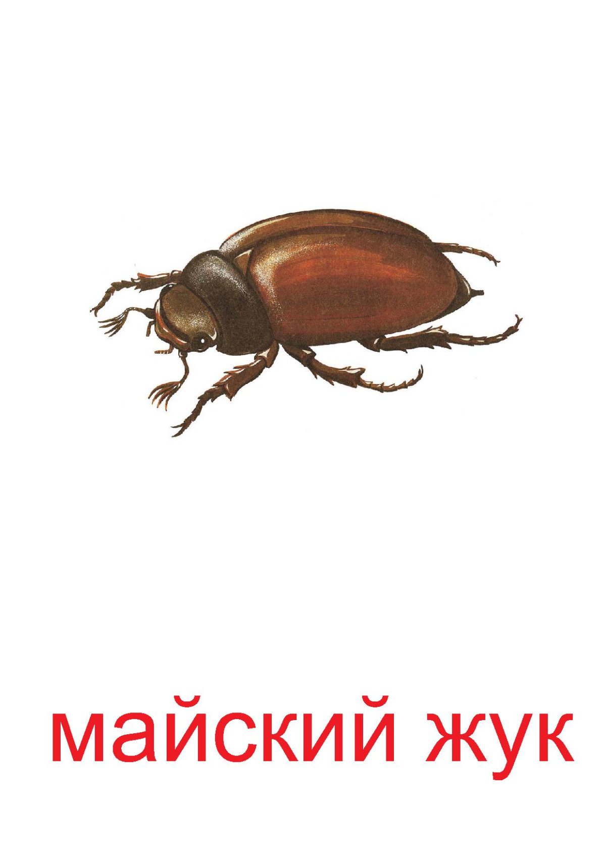 Карточки Домана насекомые Жук