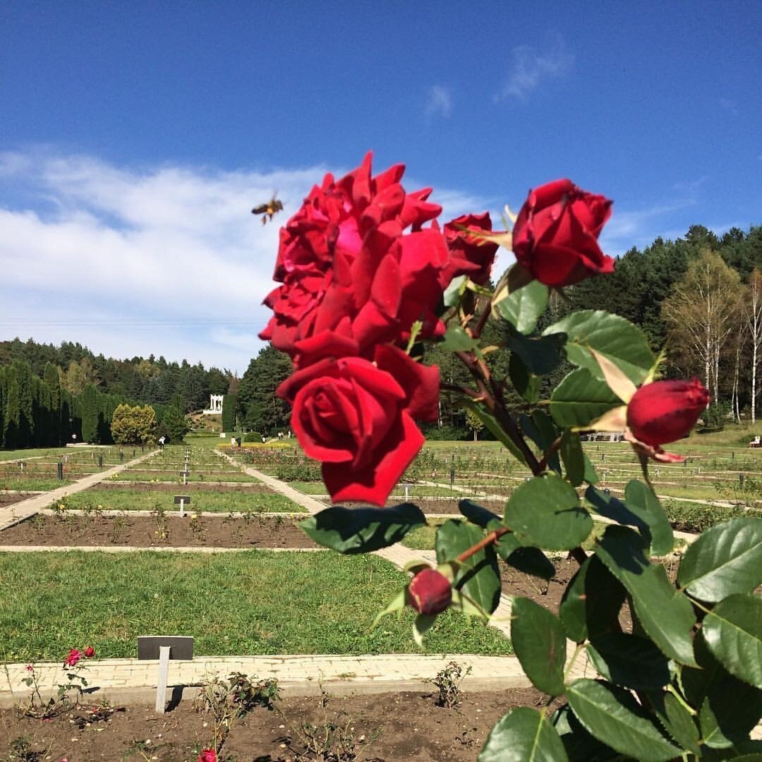 Долина роз Кисловодск