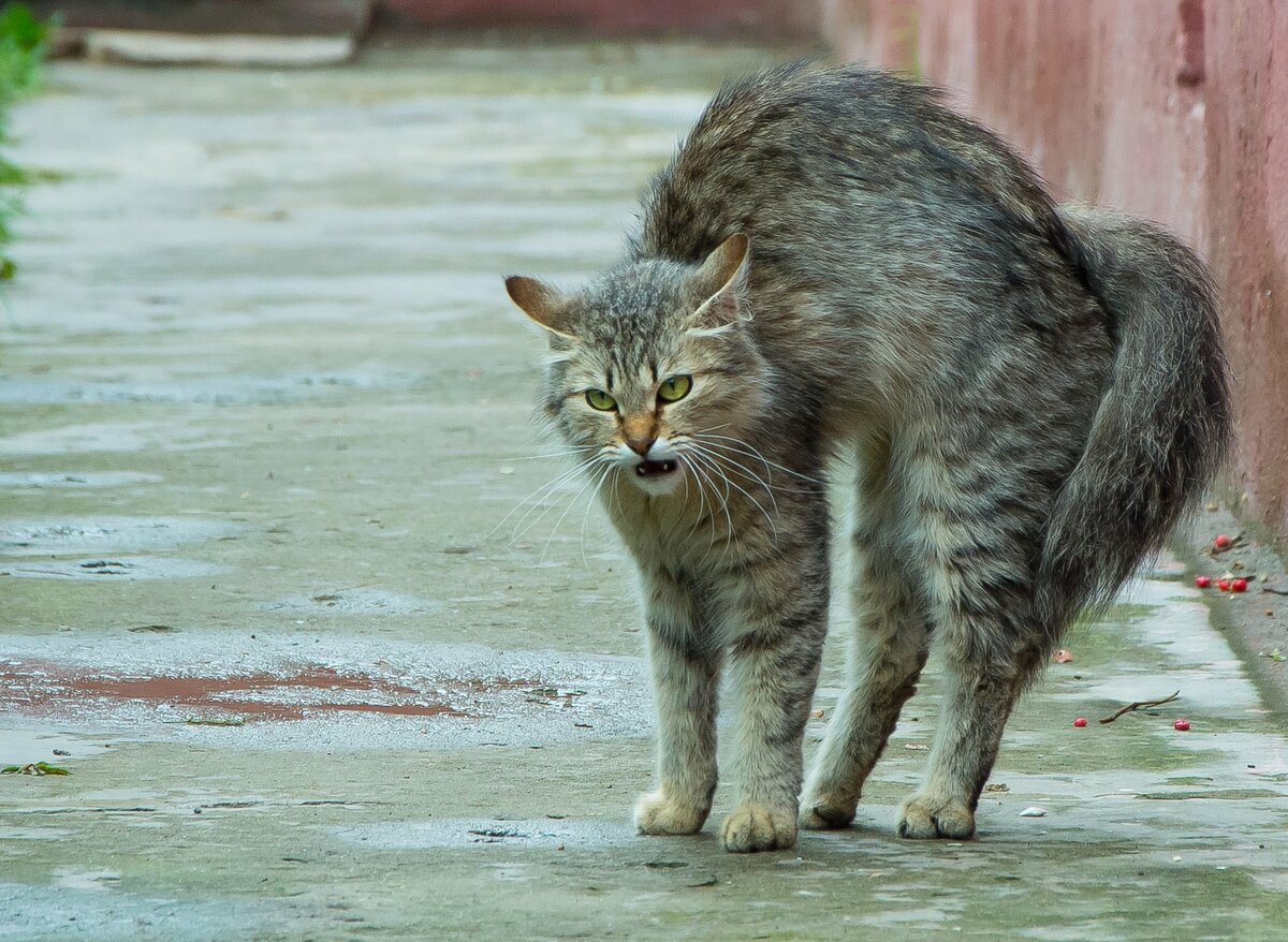 Кошка шипит на кота