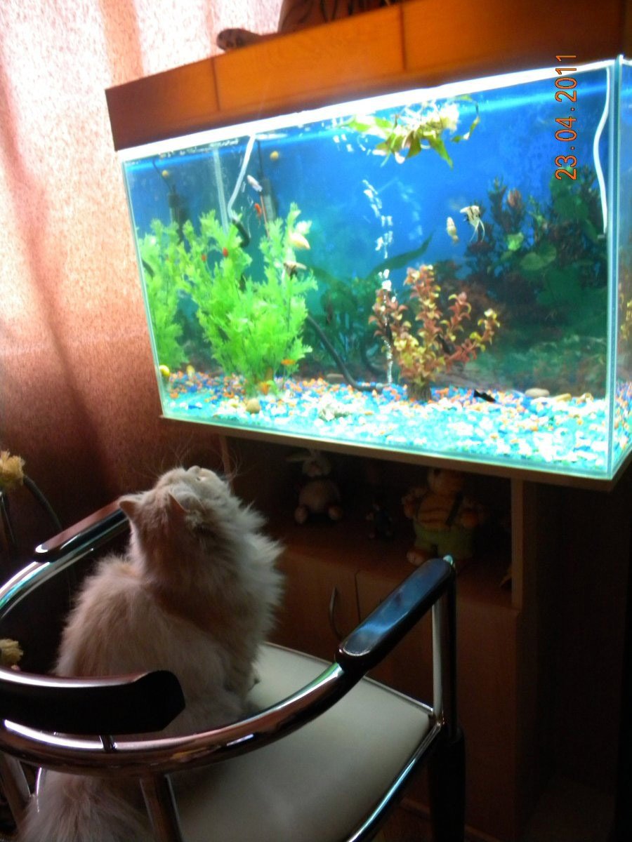 Аквариум для кота внутри. Прикольные аквариумы. Кот и аквариум. Аквариум телевизор для кота. Веселый аквариум.
