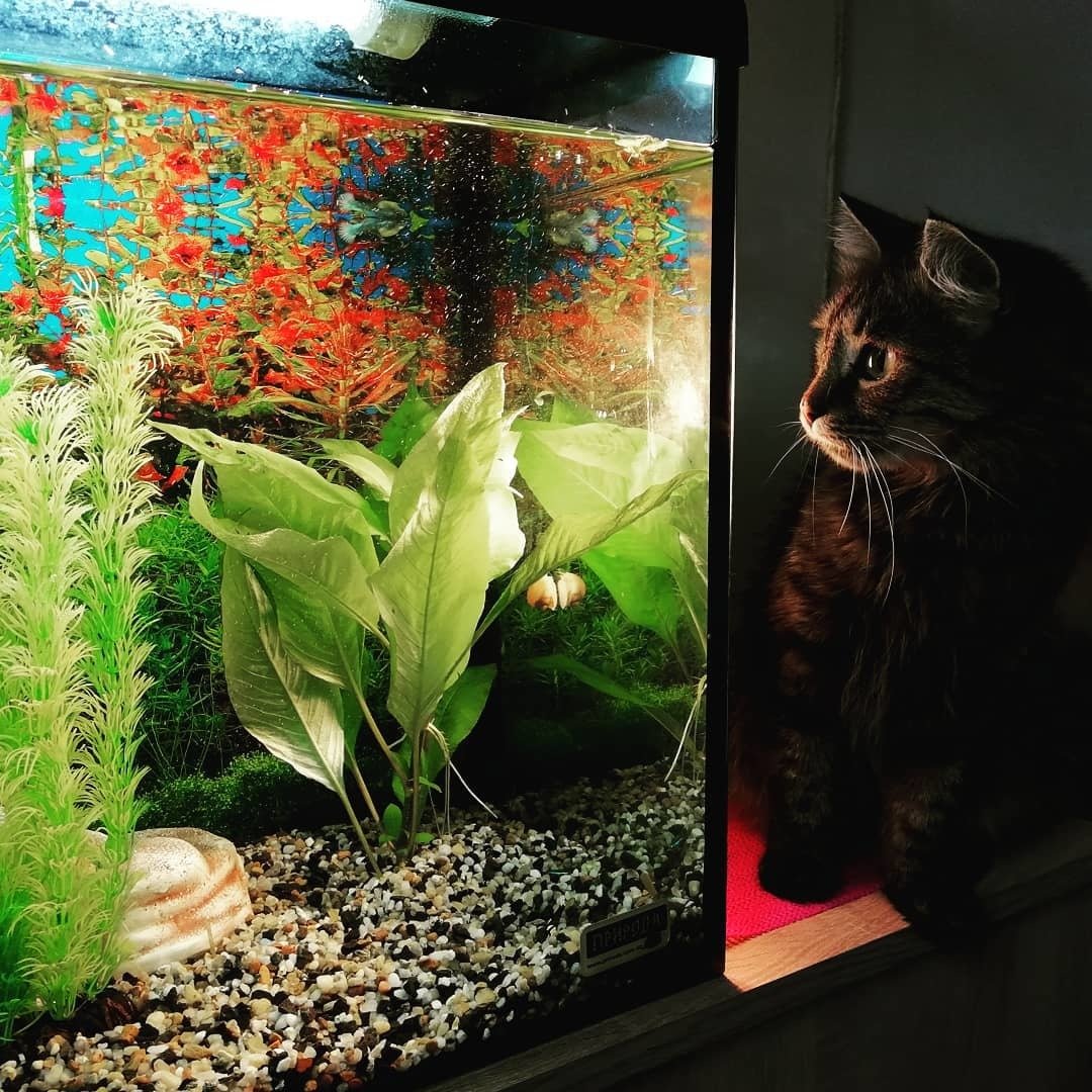 Аквариум для кота внутри. Кот и аквариум. Аквариум с местом для кошки. Сетка для аквариума от котов. Аквариум пикабу.