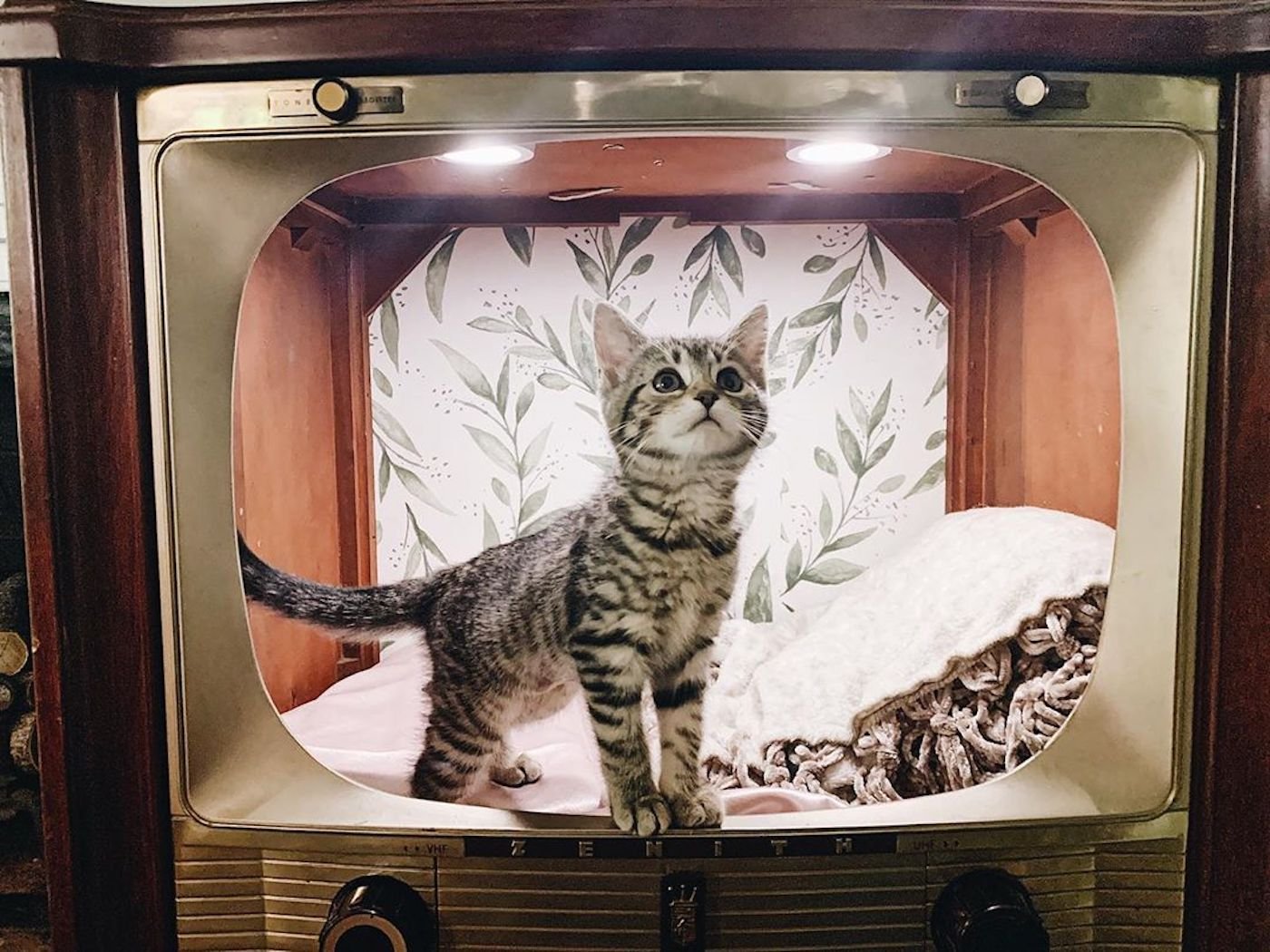 Аквариум для кота внутри. Домик для кошки телевизор. Домик для кошки из телевизора. Домик для кошки из старого телевизора. Кошка на телевизоре.