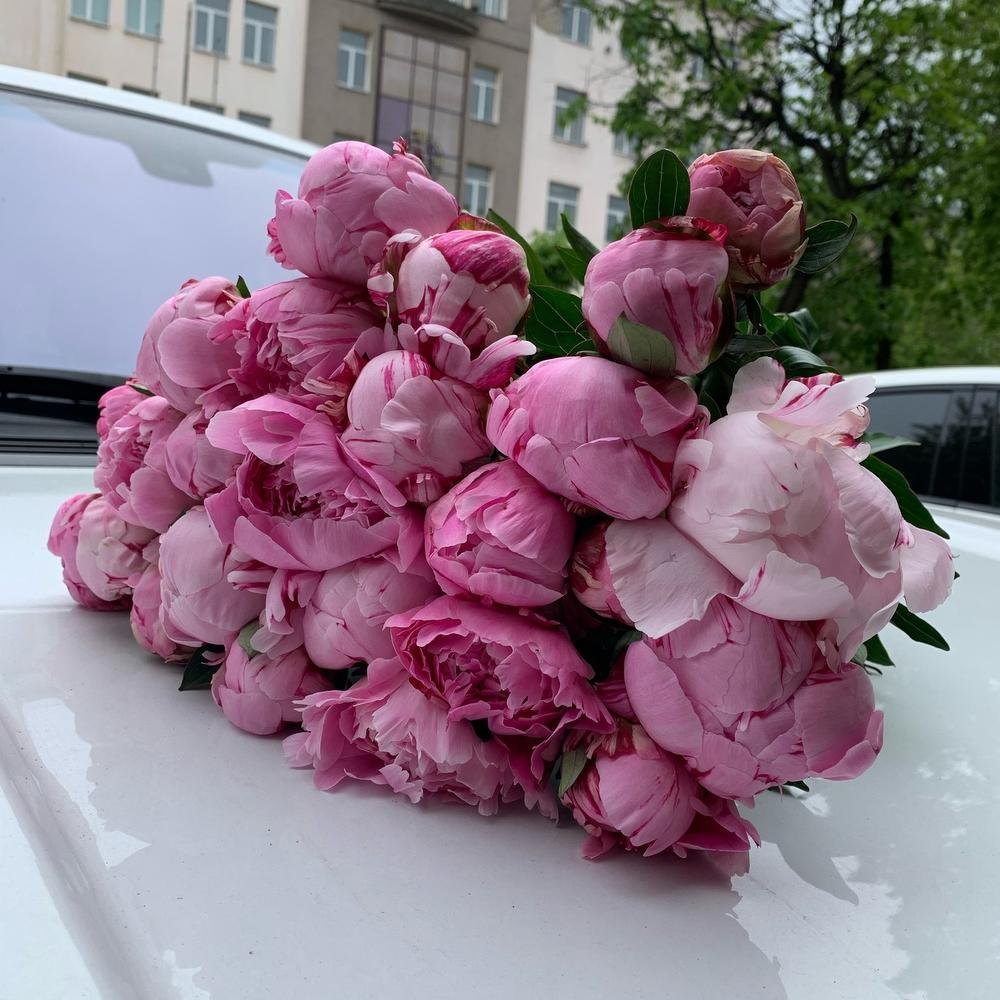 Пион итальянский Сара Бернар