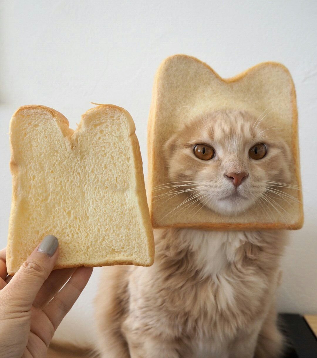 Кот Хлебушек