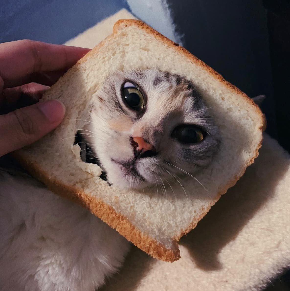 Кошка в хлебушке