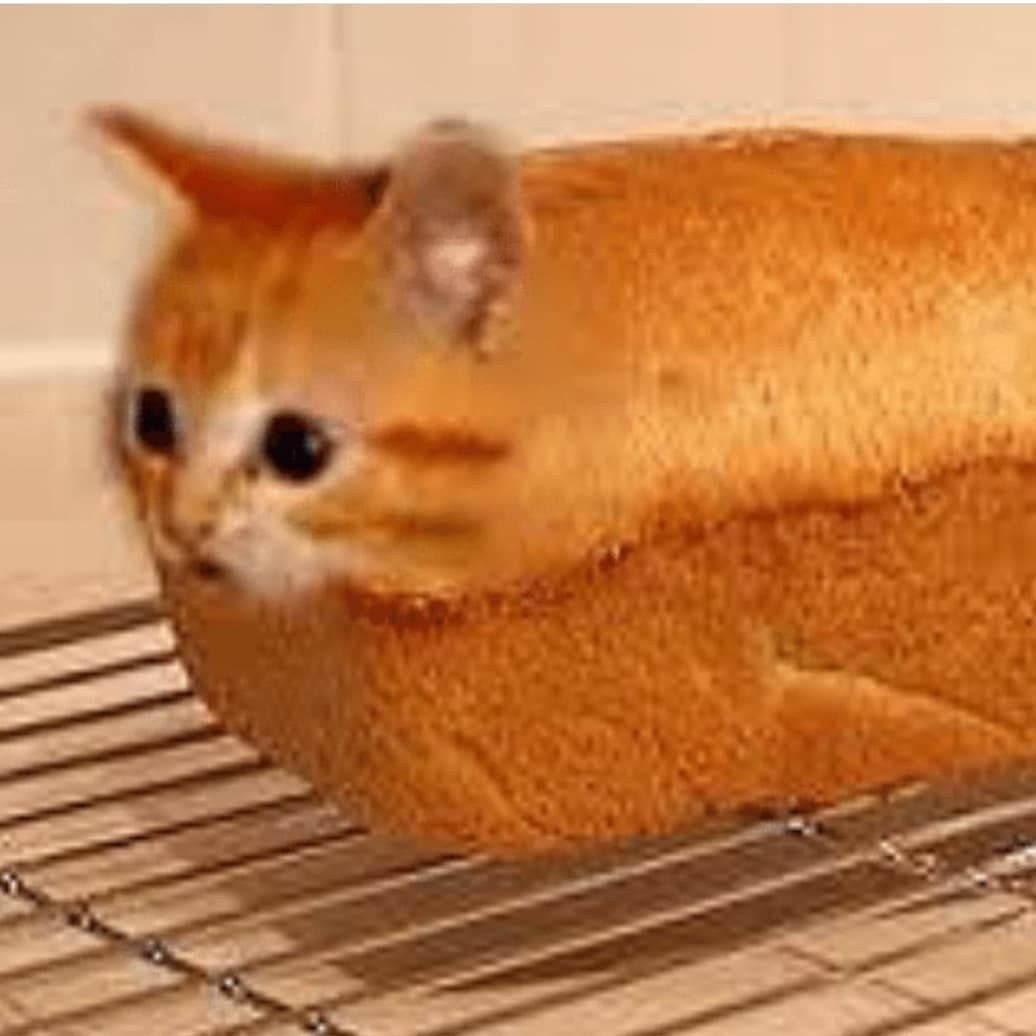 Кот булочка