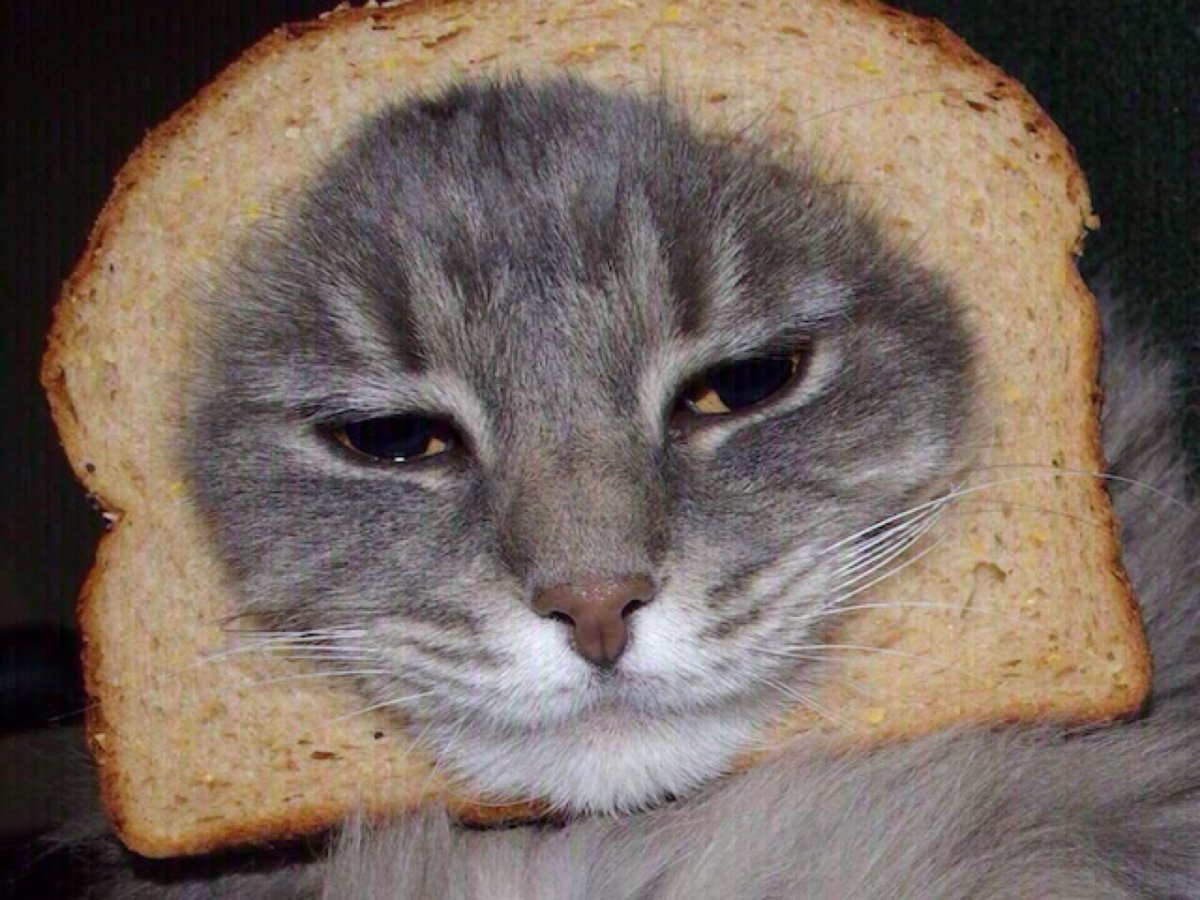 Кошка Хлебушек