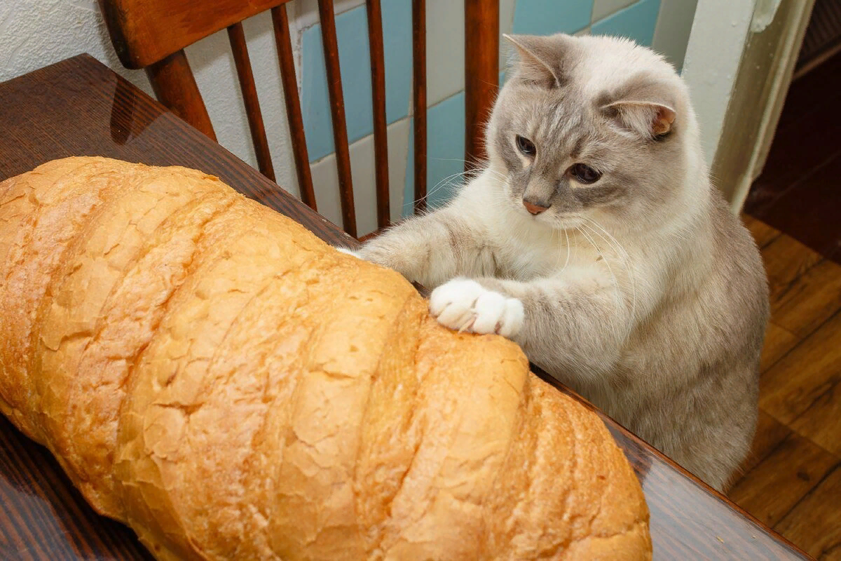Кот Хлебушек