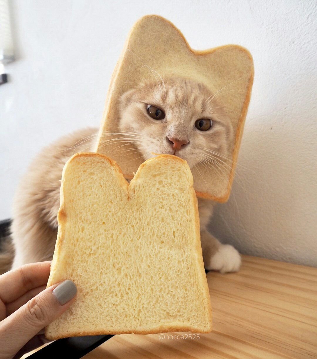 Котик в хлебушке милый