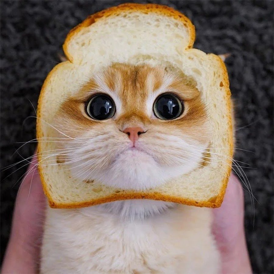 Кот по кличке Писко