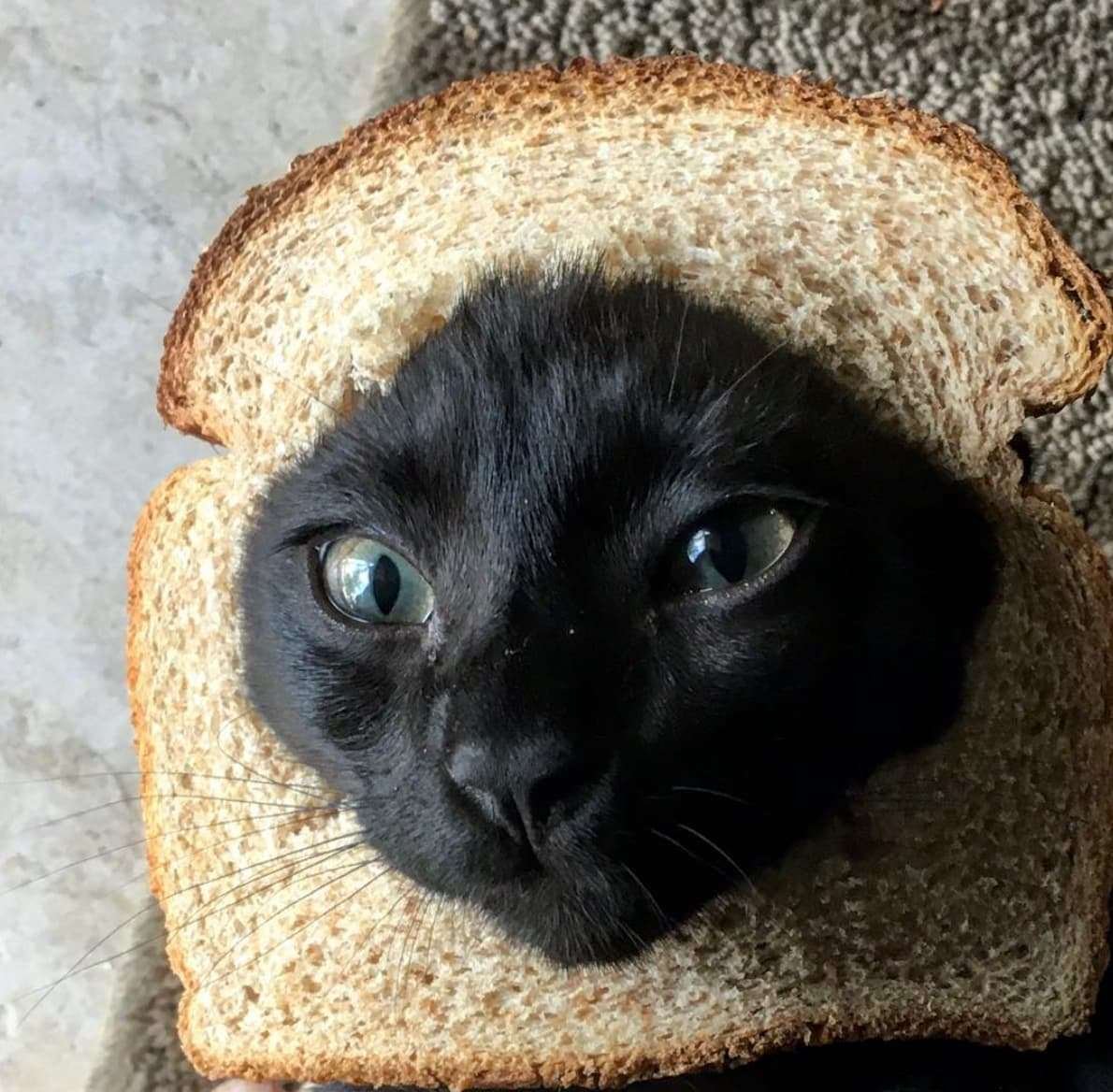 Кот хлеб