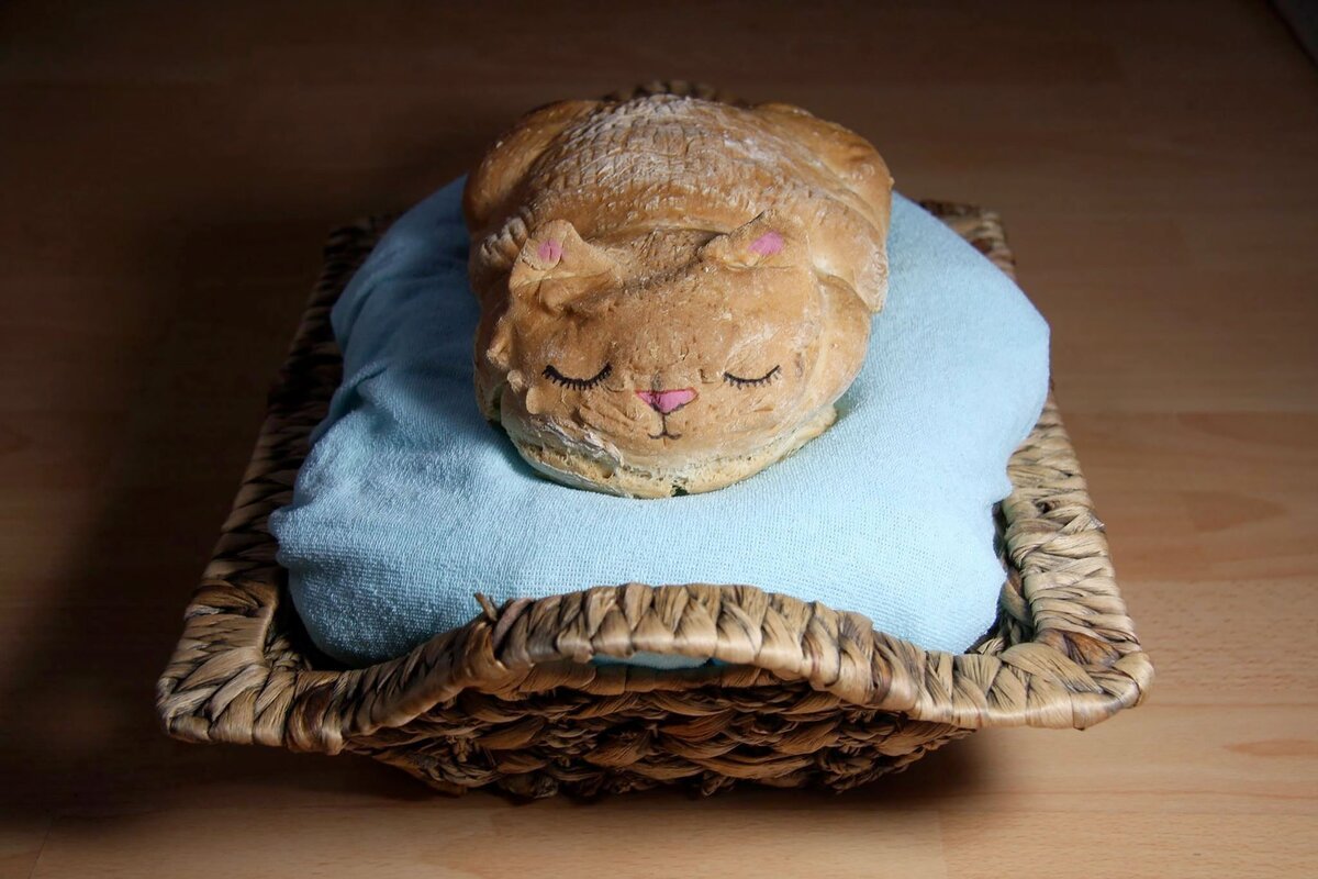 Кот в булке хлеба
