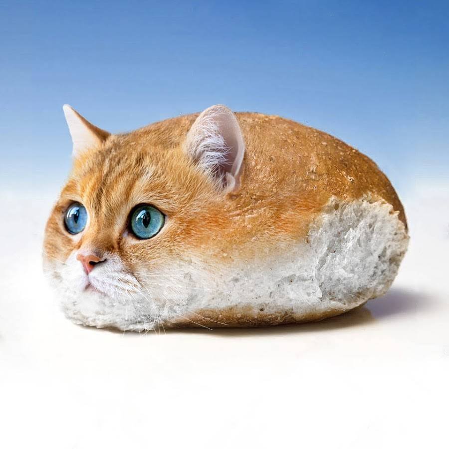 Кошка булочка