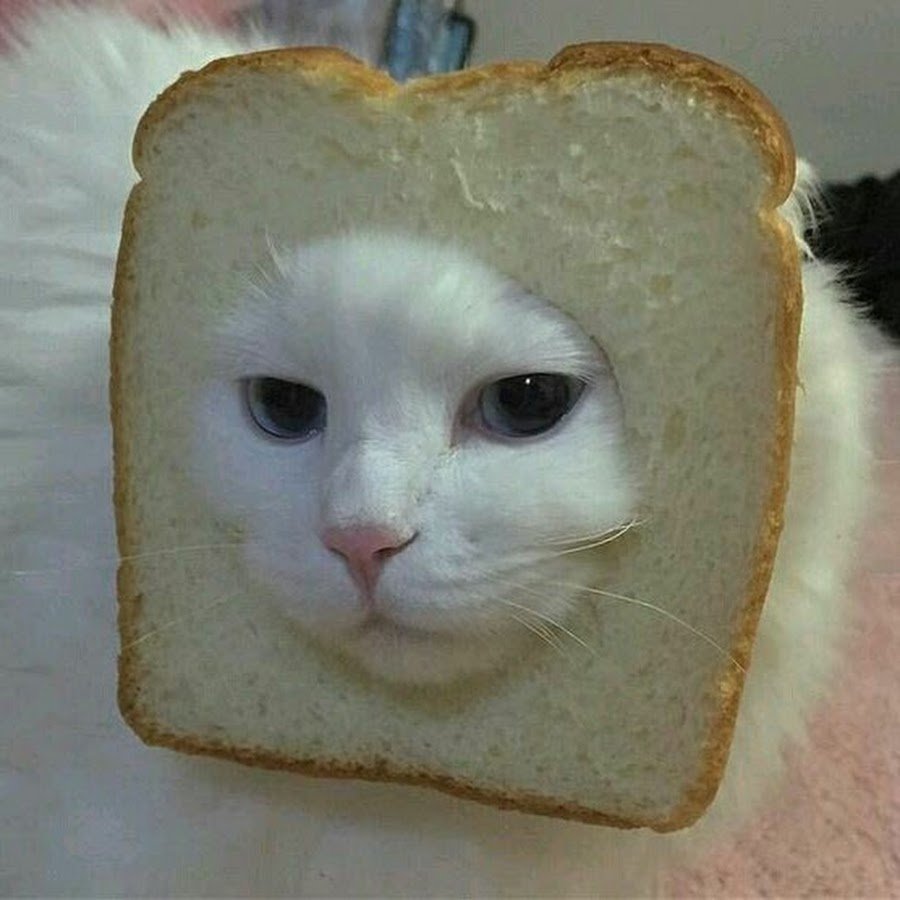 Упоротый котик