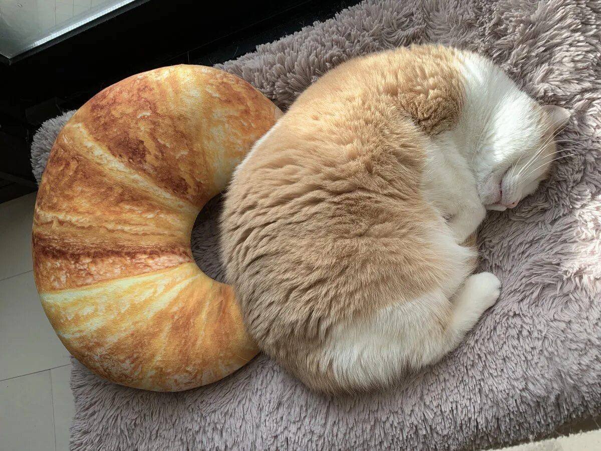 Котик сладкая булочка