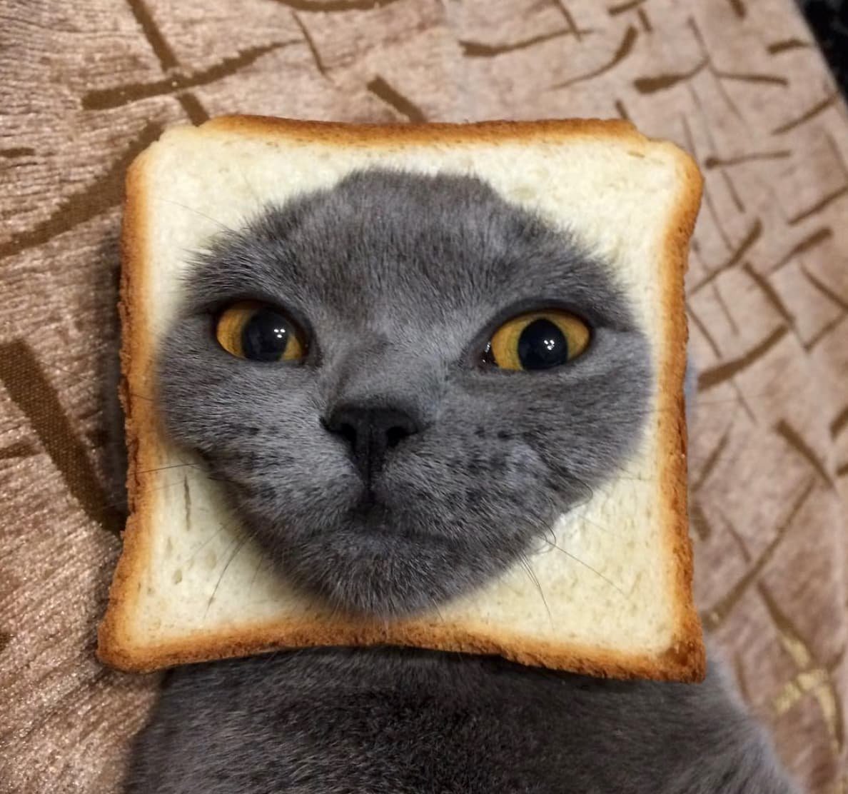 Котик в хлебе