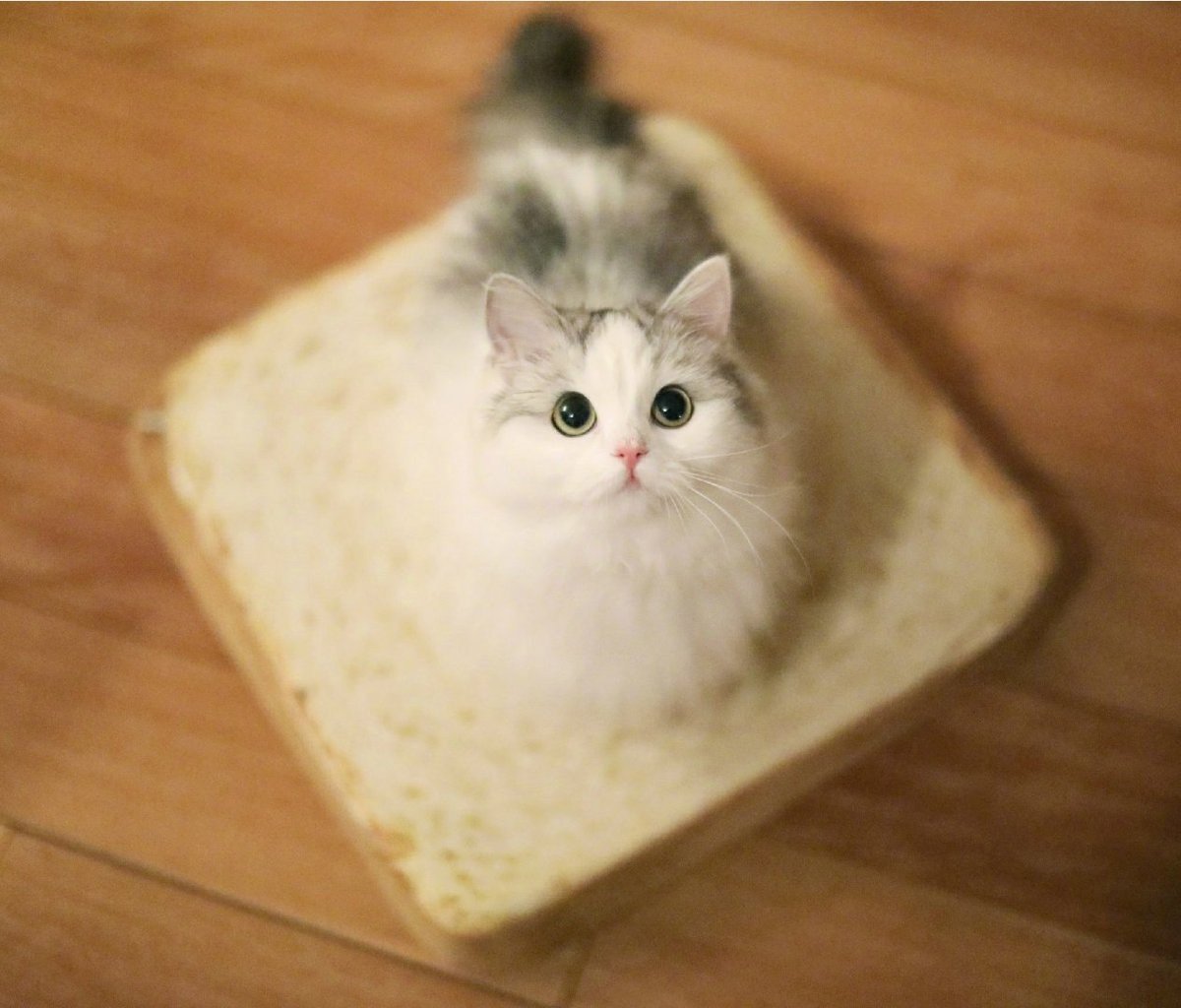 Кот хлеб