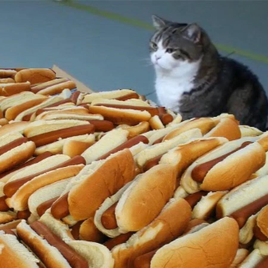 Котик с сосиской