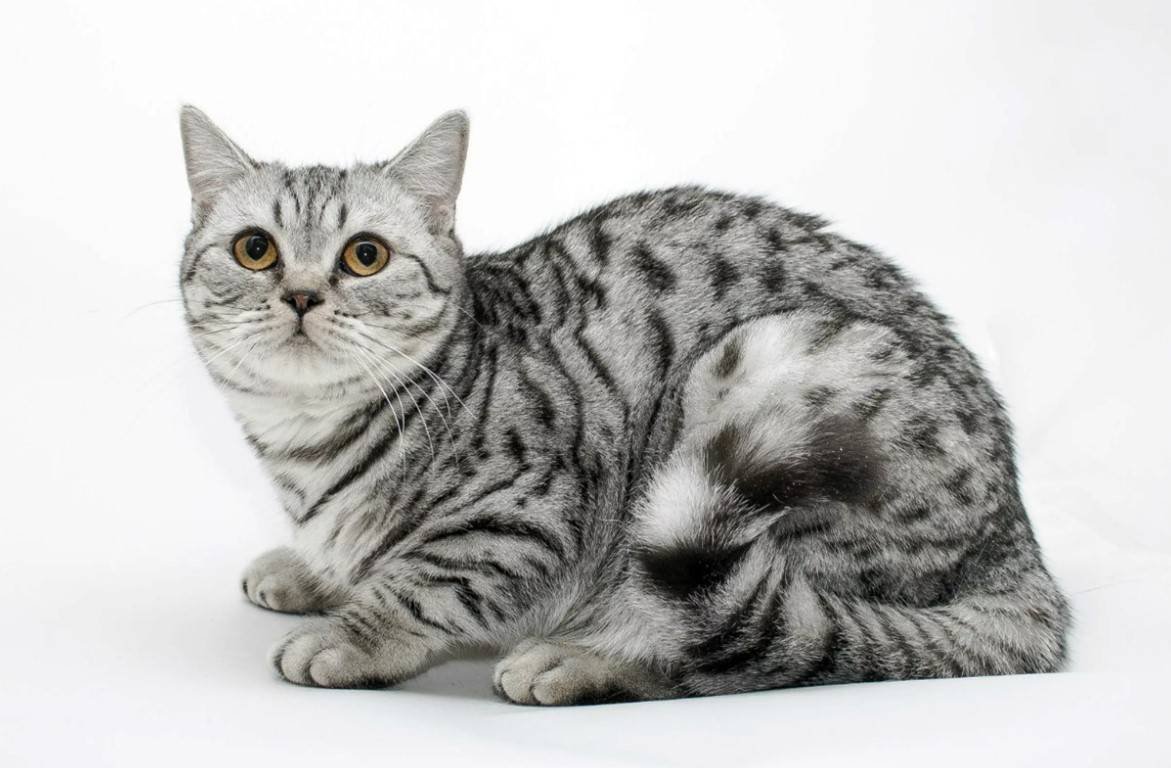 Шотландская скоттиш страйт кошка