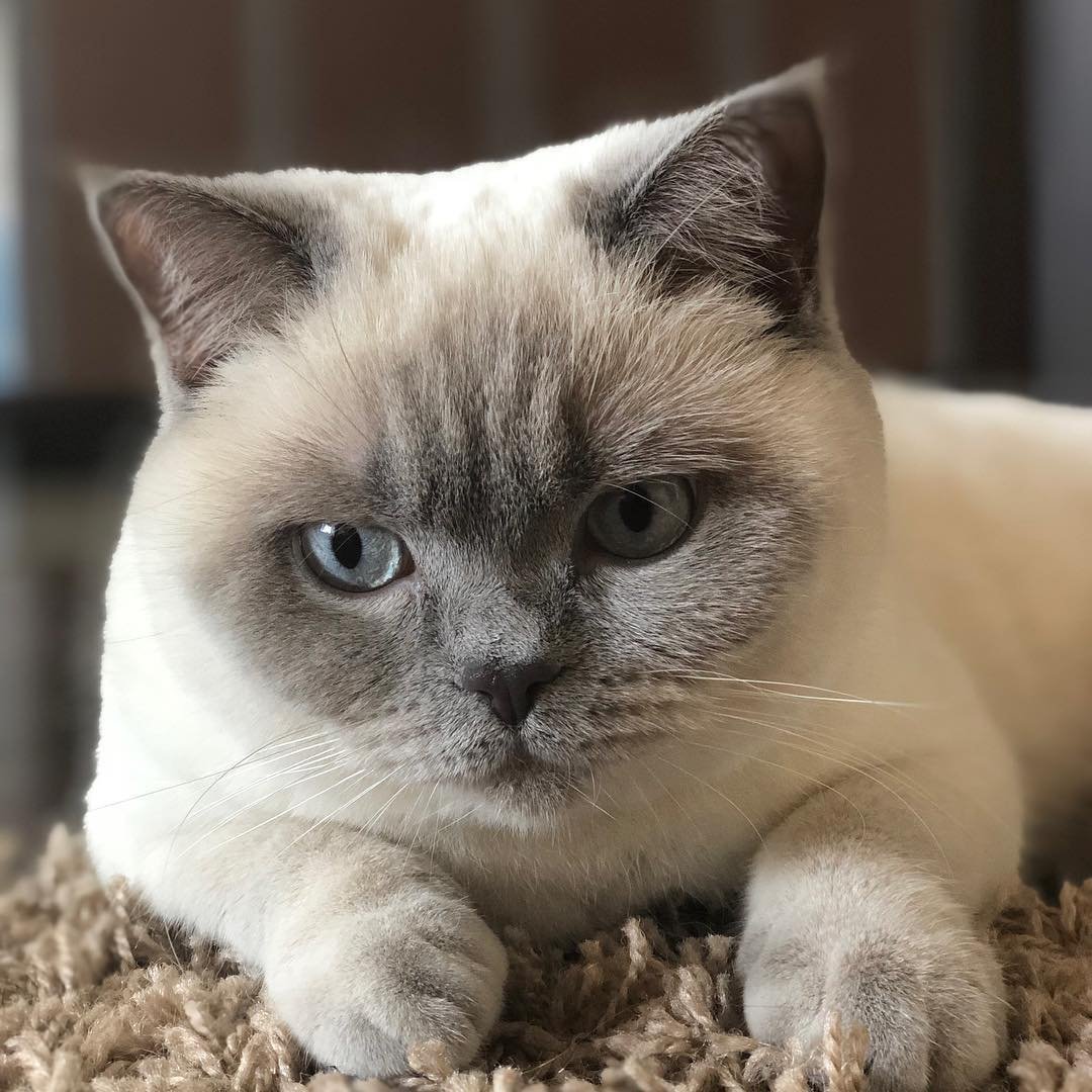 Кошка Шотландская страйт прямоухая